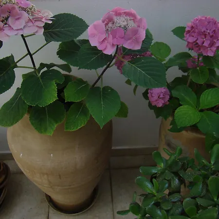 Aparthotel Diamond &