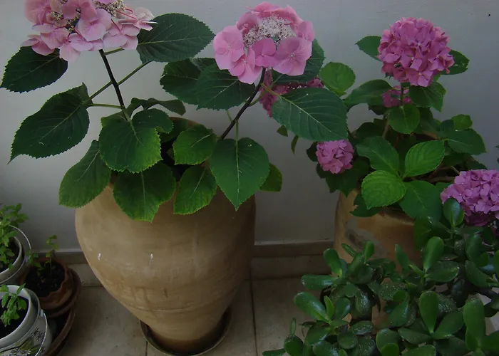 Diamond & Ξενοδοχείο με διαμερίσματα Χερσόνησος